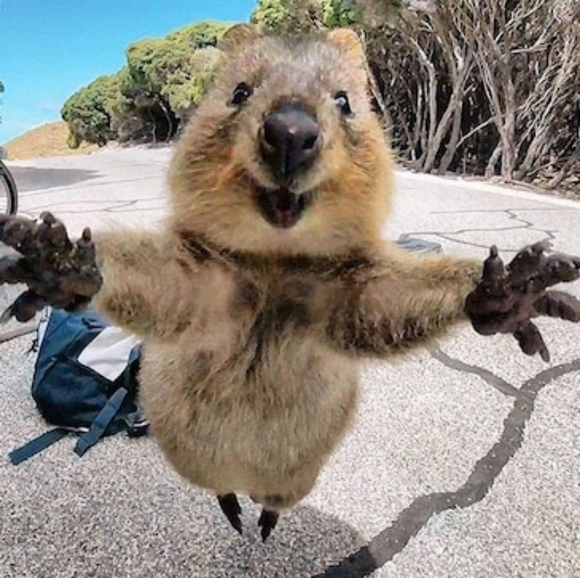 Just a cute quokka on the beach to make you smile! We LOVE quokka's! - Picture 5 of 5